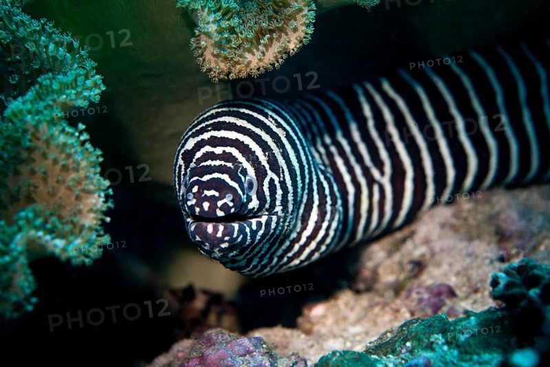 Zebra Moray (Gymnomuraena zebra)