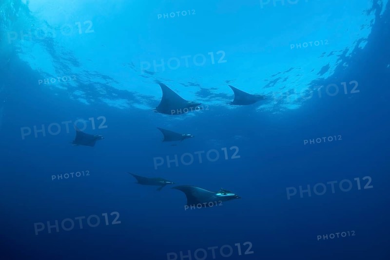 Sicklefin Devil Rays or Box Rays (Mobula tarapacana)