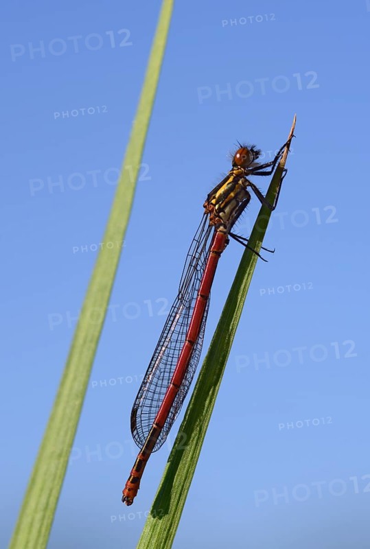 Large Red Damselfly (Pyrrhosoma nymphula)