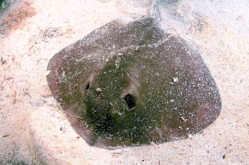 Common Stingray (Dasyatis pastinaca)