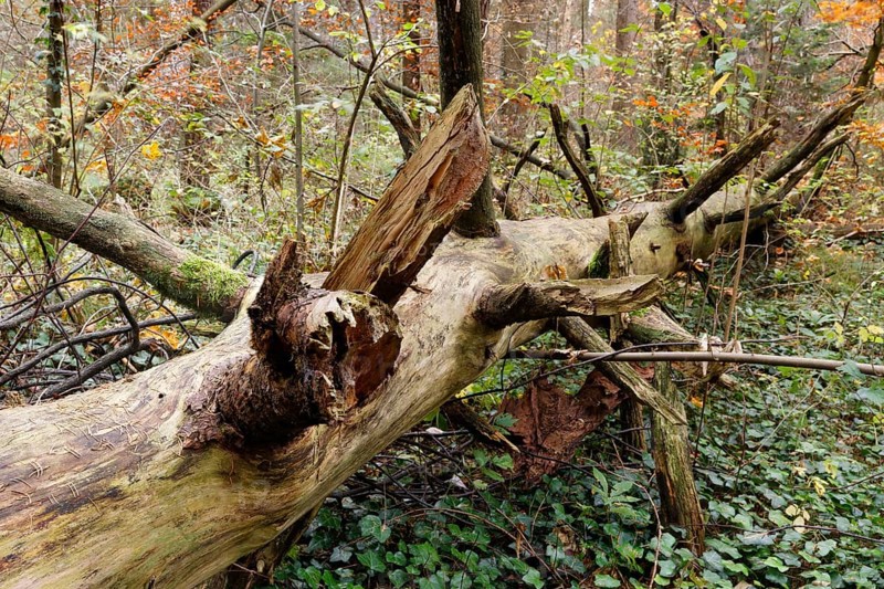 Old tree trunk lying in an autumn forest
