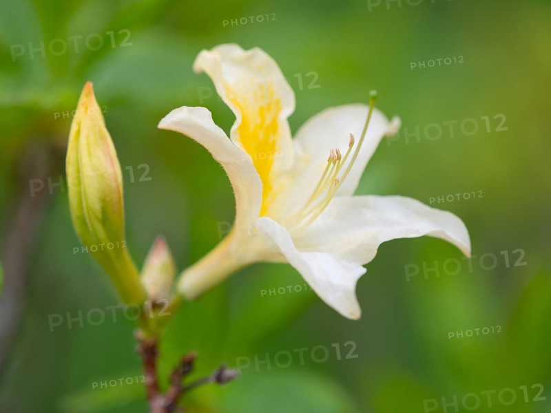 Yellow Azalea or Honeysuckle Azalea (Azalea pontica syn Rhododendron luteum)