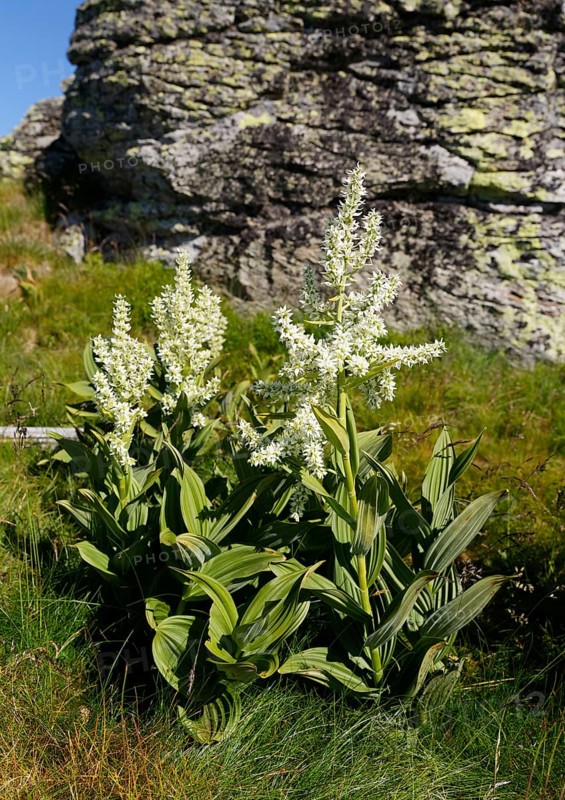 White False Hellebore (Veratrum album)