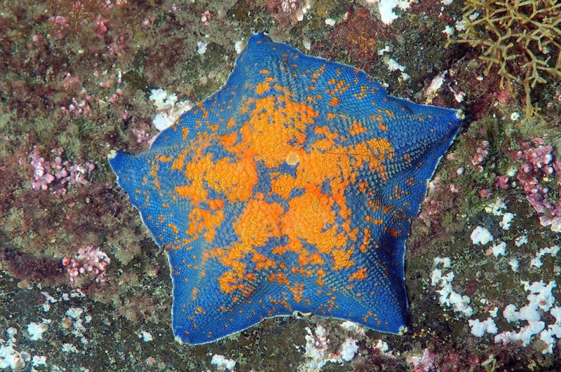 Blue Bat Star (Patiria pectinifera)