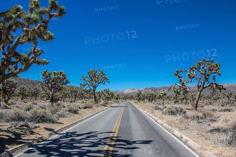 Road through the countryside in the Joshua Tree National Park