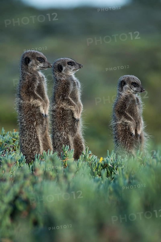 Three Meerkats (Suricata suricatta)
