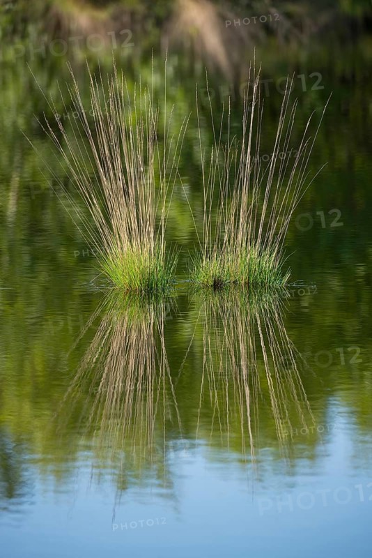 Purple Moor Grass (Molinia caerulea)