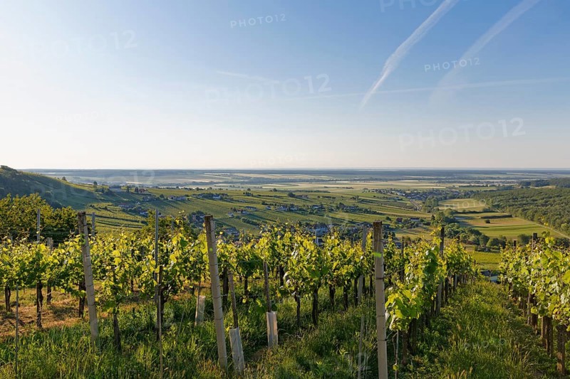 Eisenberg vineyard