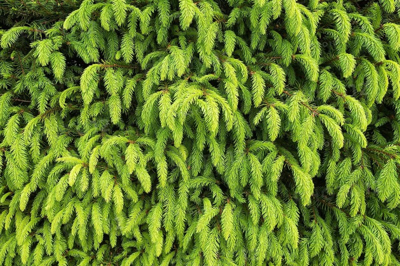 Young shoots of a Norway Spruce (Picea abies)