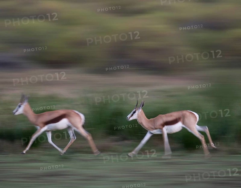 Running Springboks (Antidorcas marsupialis)
