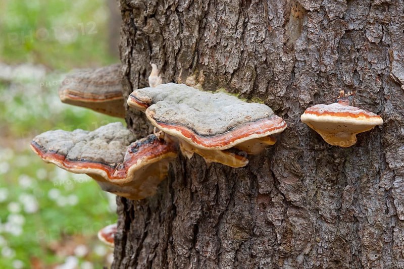 Red Banded Polypore (Fomitopsis pinicola)