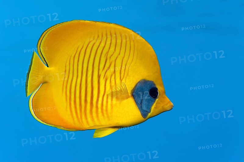 Bluecheek Butterflyfish (Chaetodon semilarvatus)