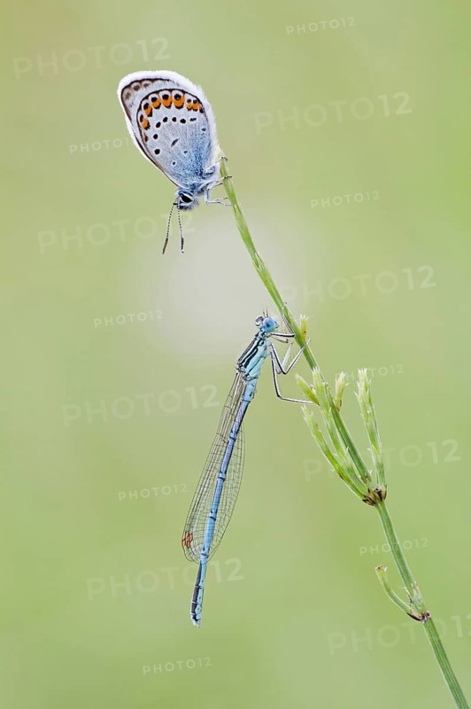 Common Blue (Polyommatus icarus) and a Blue-tailed Damselfly (Ischnura elegans) on a blade of grass