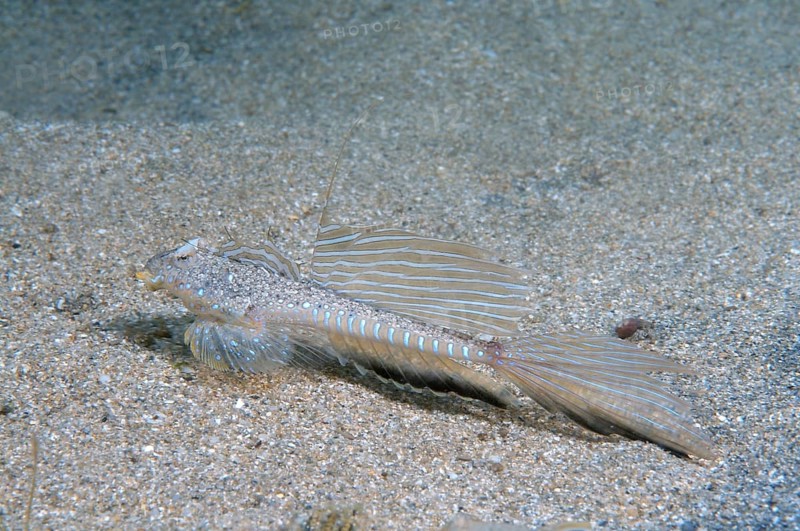 Sailfin Dragonet (Callionymus pusillus)