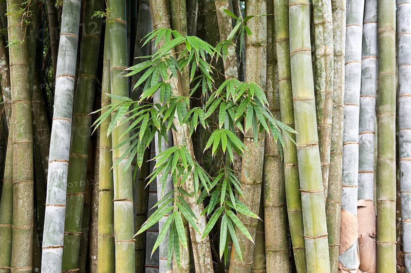 Bamboo