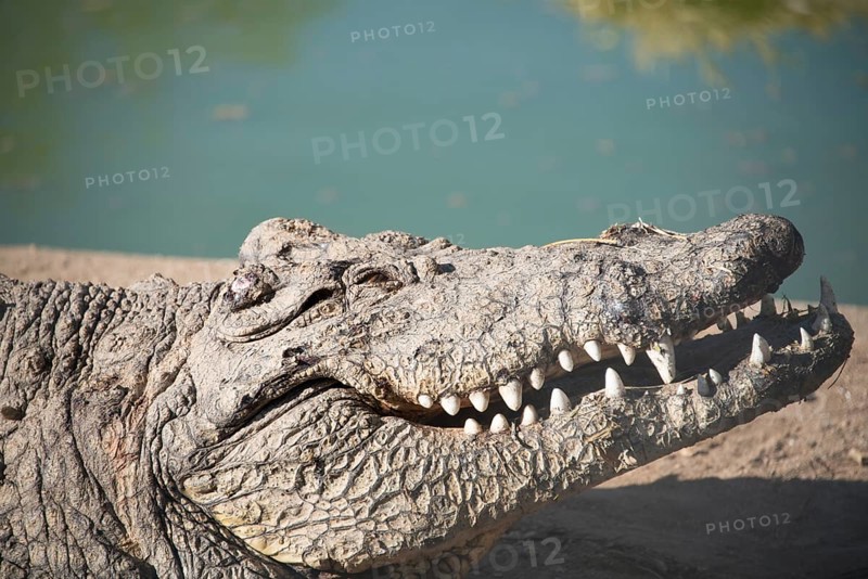 Nile Crocodile (Crocodylus niloticus)