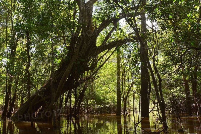 Giant rainforest tree in the flooded Varzea forest