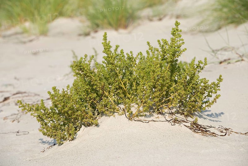 Prickly Saltwort (Kali turgida)