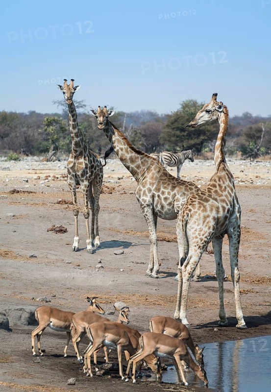 Giraffes (Giraffa camelopardalis) and Aepyceros melampus petersi) at the Chudob waterhole
