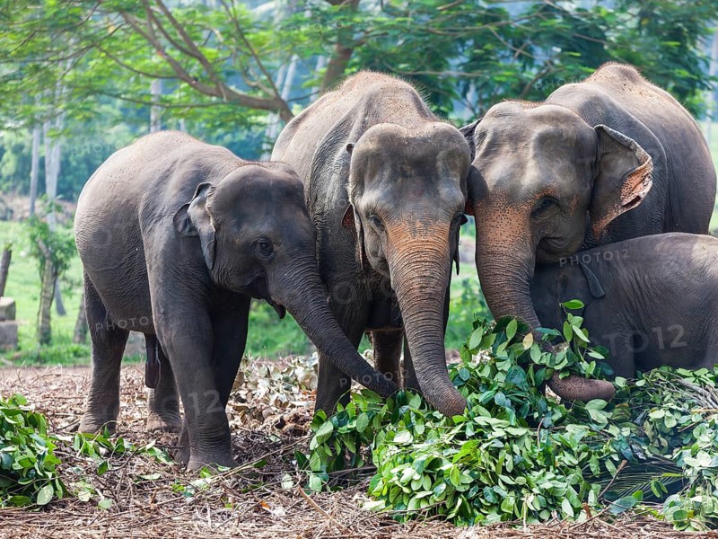 Asian elephants (Elephas maximus) feeding in the Pinnawela Elephants Orphanage