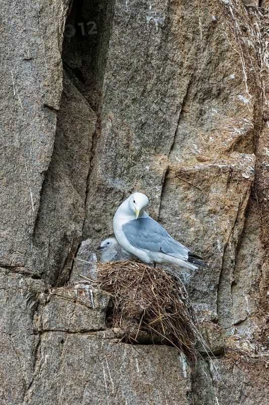 Black-legged Kittiwakes (Rissa tridactyla)