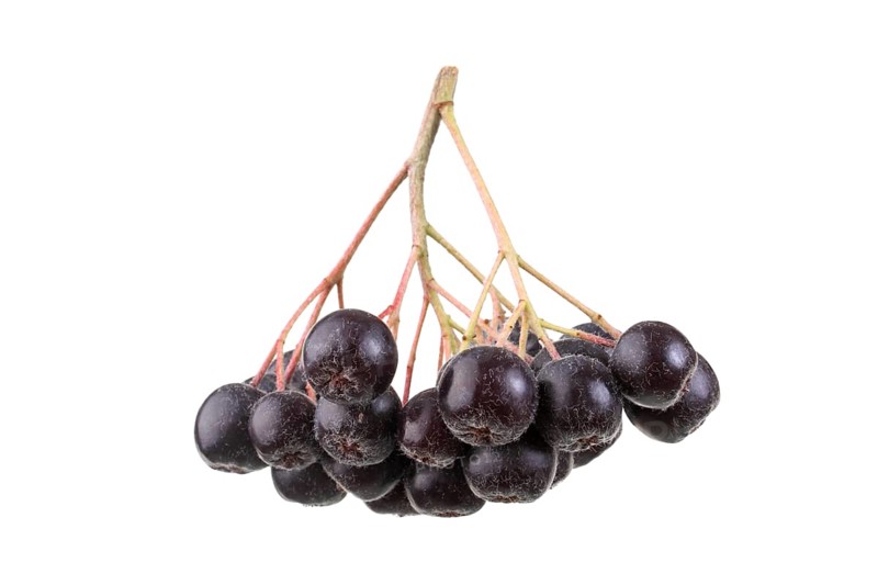 Fruit umbel