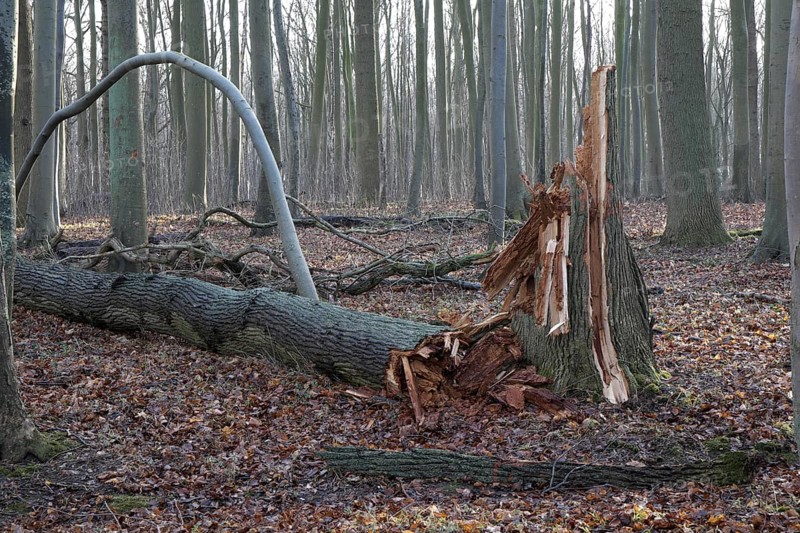 Windsnap in the forest of Nienhagen