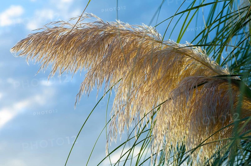 Pampas Grass (Cortaderia selloana)