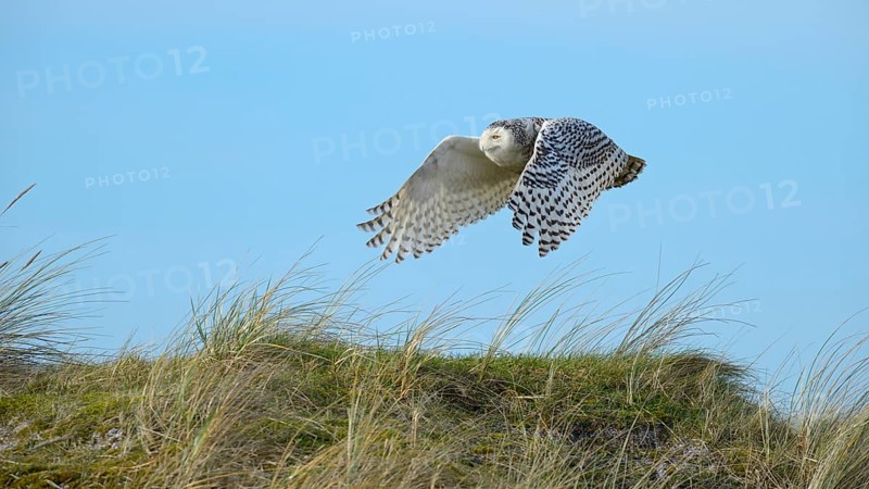 Snowy Owl (Bubo scandiacus)