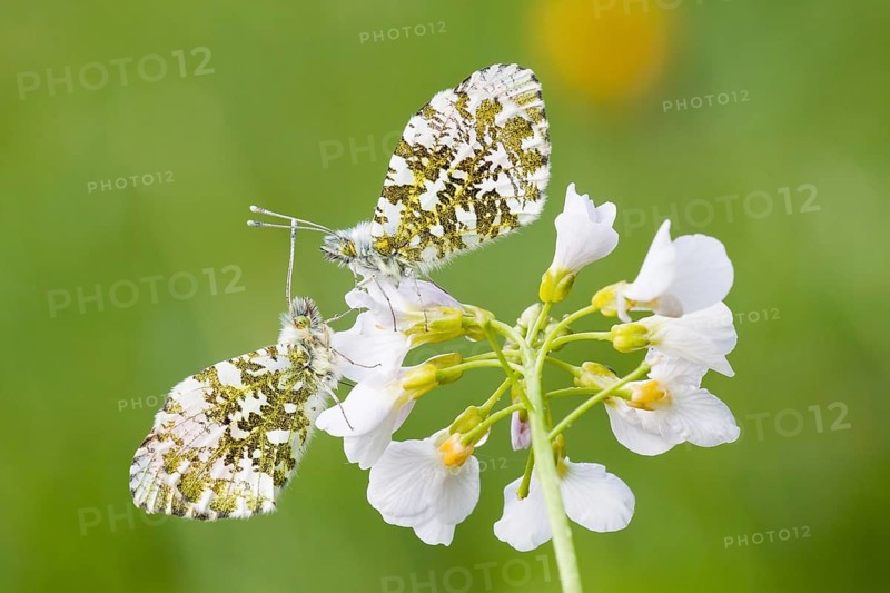 Two Orange Tip butterflies (Anthocharis cardamines)