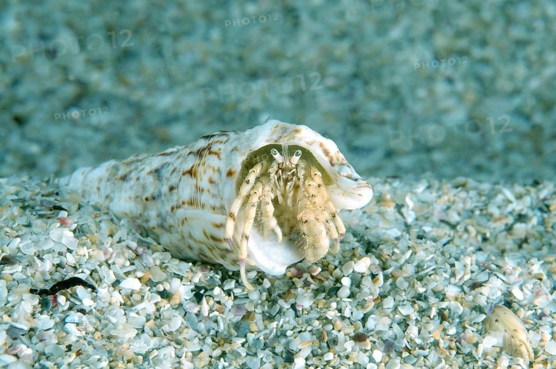 Small Hermit Crab (Diogenes pugilator)