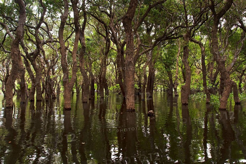Mangroves