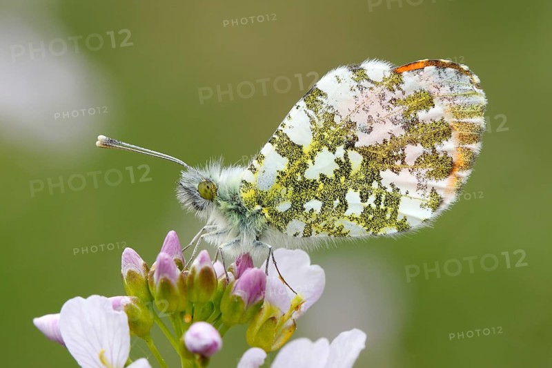 Orange Tip Butterfly (Anthocharis cardamines)