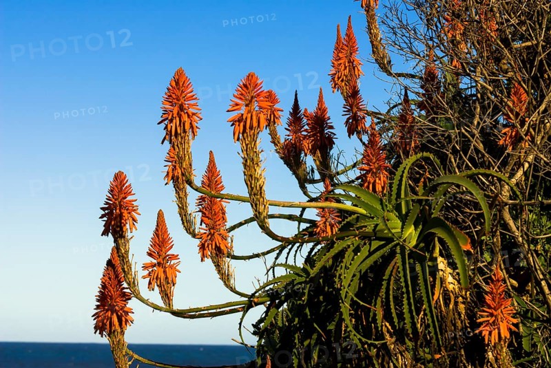 Flowering Candelabra Aloe or Krantz Aloe (Aloe arborescens)