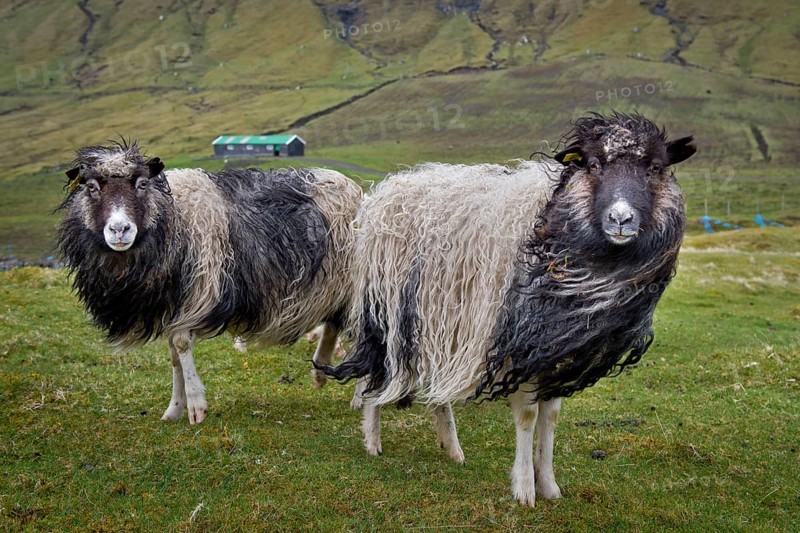 Sheep