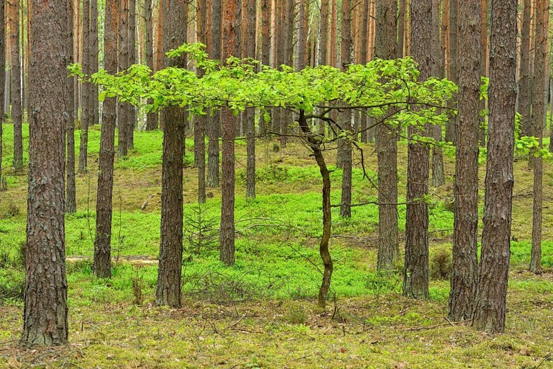 Young Oak tree (Quercus)