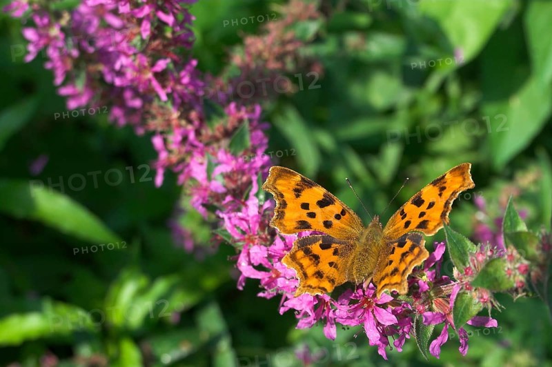 Comma (Polygonia c-album)
