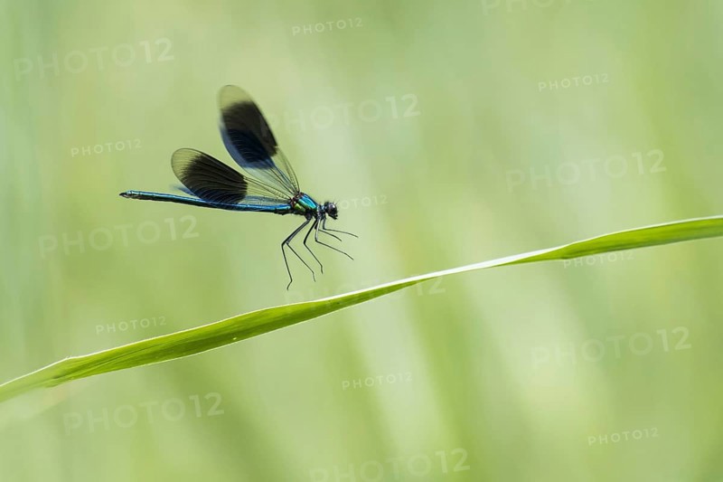 Banded demoiselle (Calopteryx splendens)
