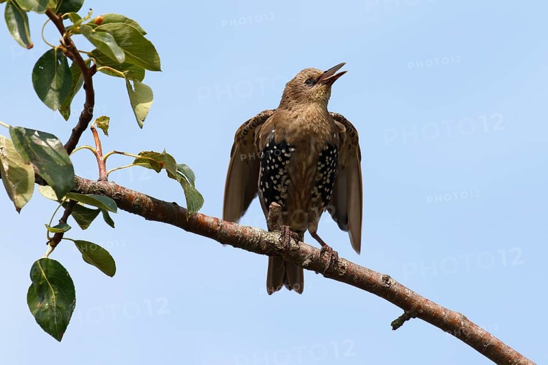 European Starling (Sturnus vulgaris)