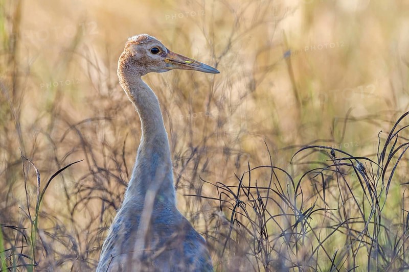 Sarus Crane (Grus antigone antigone)
