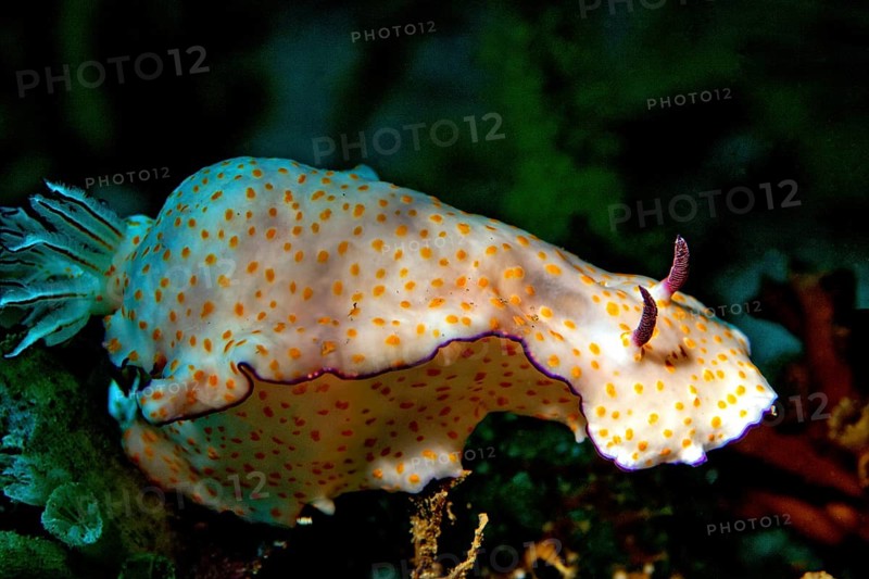 Sea Slug (Risbecia pulchella)