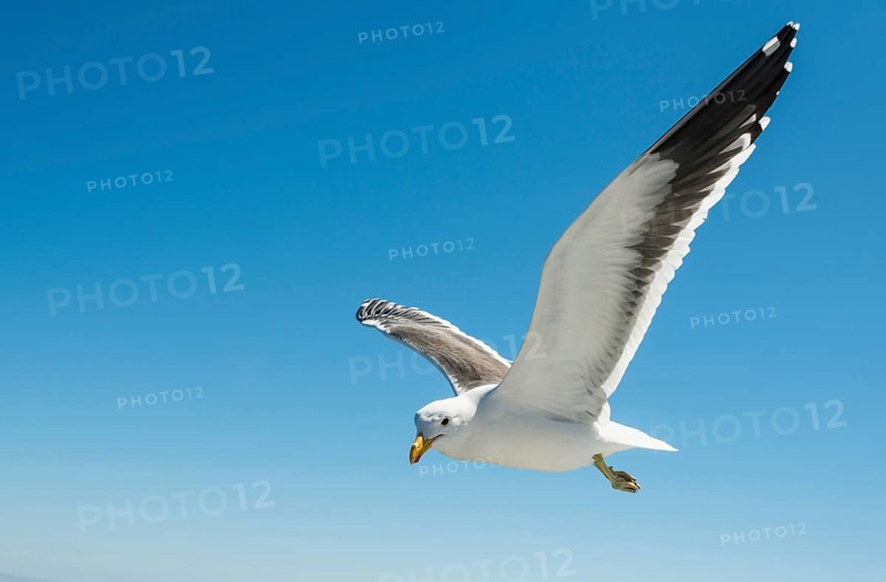 Kelp Gull (Larus dominicanus) in flight in Walvis Bay