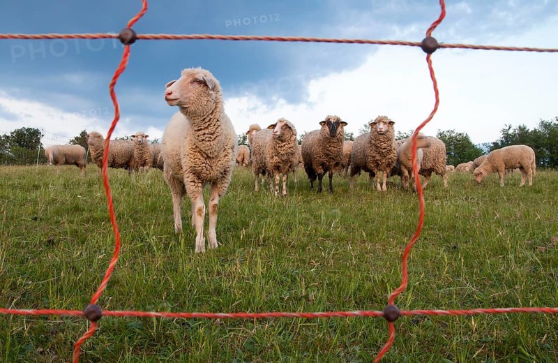 Sheep behind an electric fence