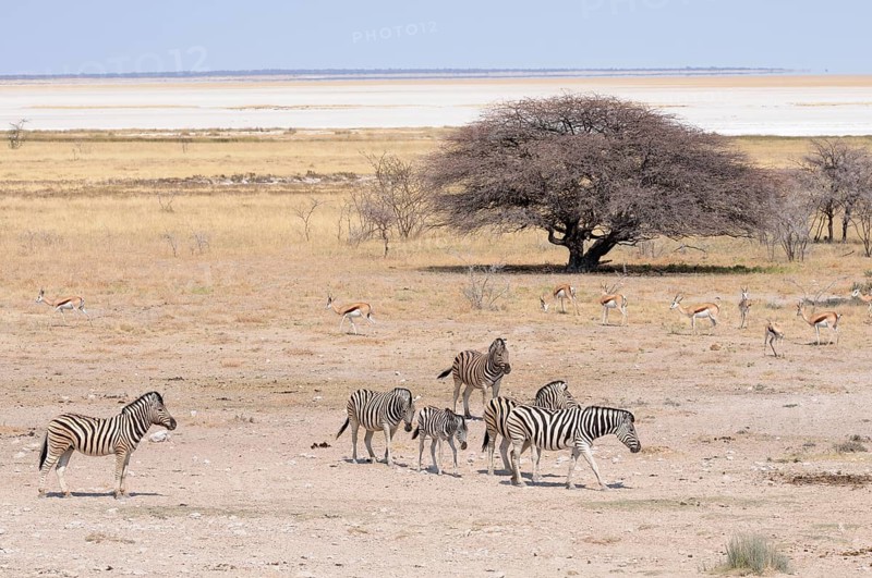 Burchell's Zebras (Equus quagga burchelli) and Springboks (Antidorcas marsupialis) at the Salvadora waterhole