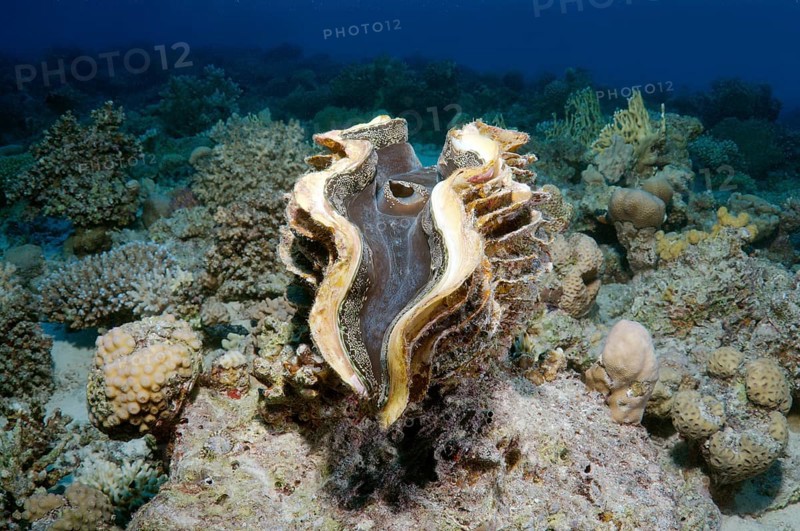 Maxima Clam (Tridacna maxima)