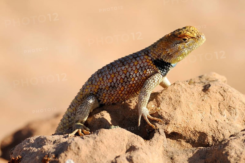 Yellow-backed Spiny Lizard or Desert Spiny Lizard (Sceloporus magister)
