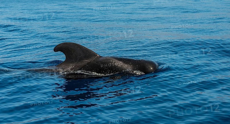 Pilot Whale (Globicephala) emerging from water