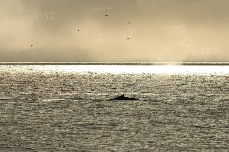 Humpback Whale (Megaptera novaeangliae)