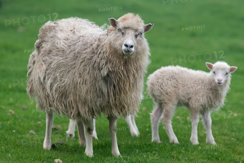 Ewe with lamb