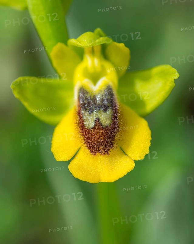 Yellow Ophrys (Ophrys amarilla)